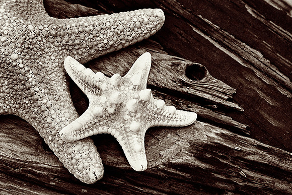 Starfish on Driftwood