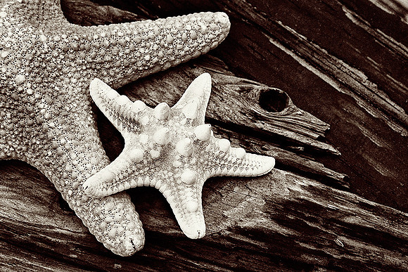 Starfish on Driftwood